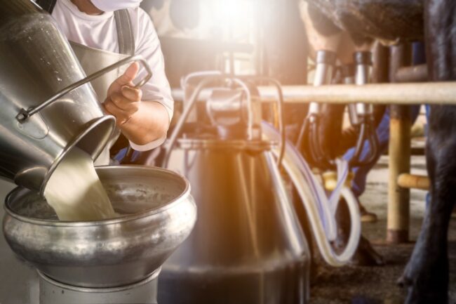 dairy farm milk pour cows