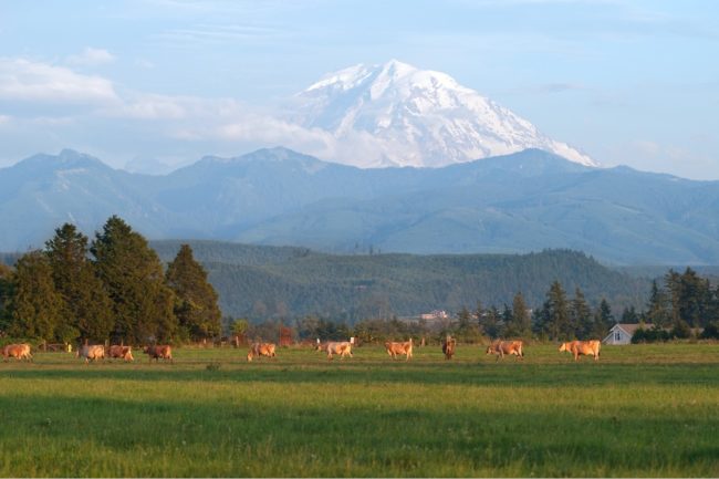 Organic Valley cows pasture dairy farm