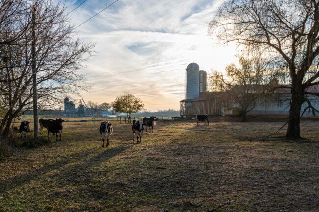 dairy farm cows Pennsylvania dairy farms