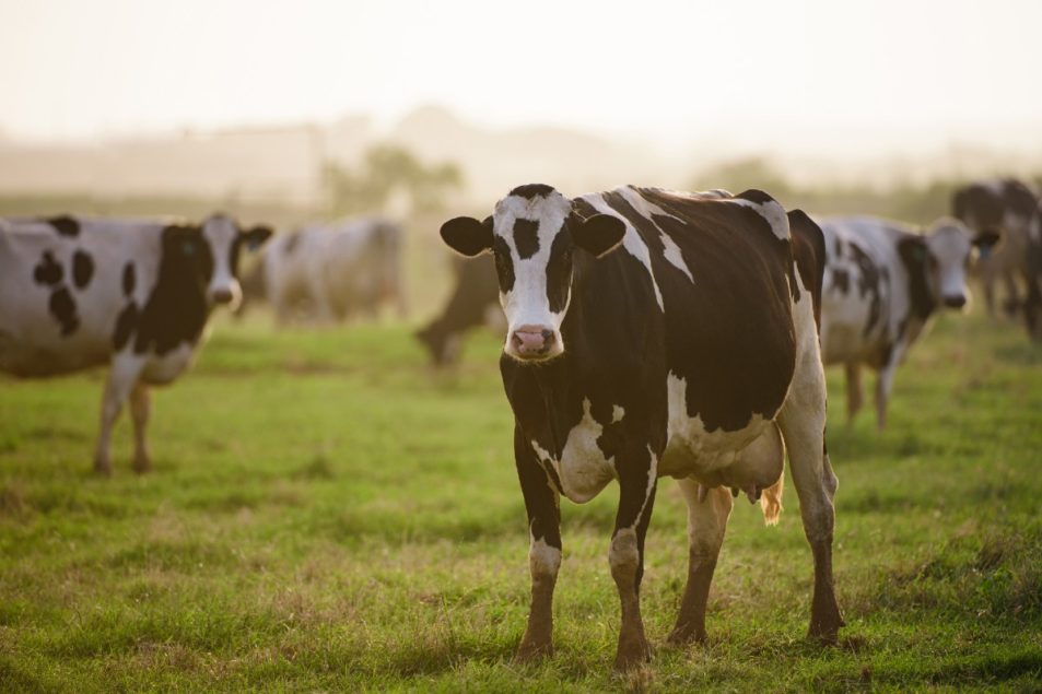 Hpai Confirmed In Colorado Dairy Cows 