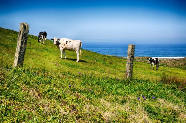 California dairy farms