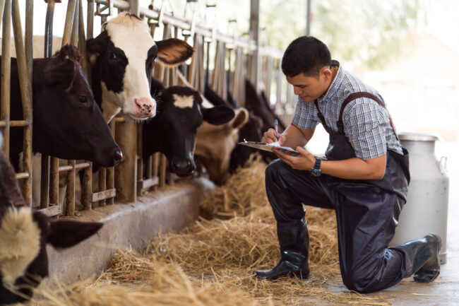 dairy farm milk dairy cows