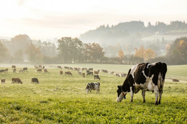 dairy farm