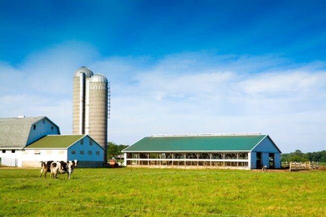 dairy farm farming milk