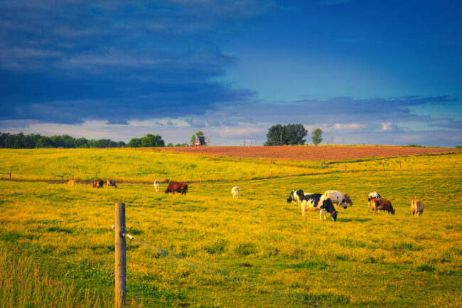 dairy farm cattle cows herds