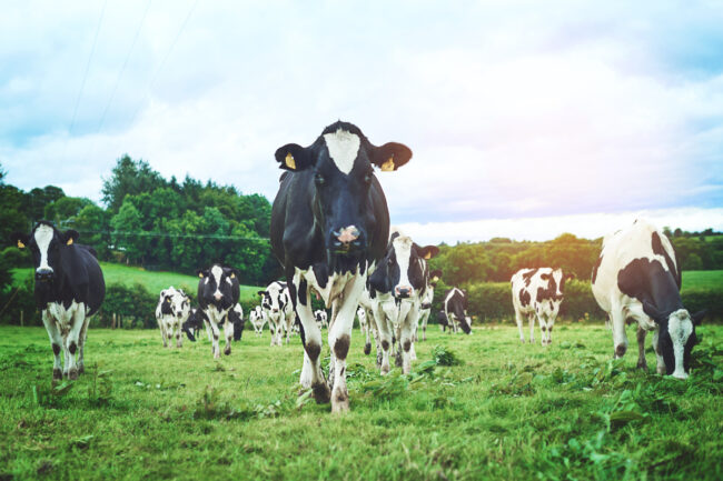 dairy cows farms cattle sustainable sustainability environment climate