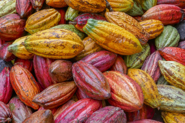 cocoa ingredients farming food industry chocolate