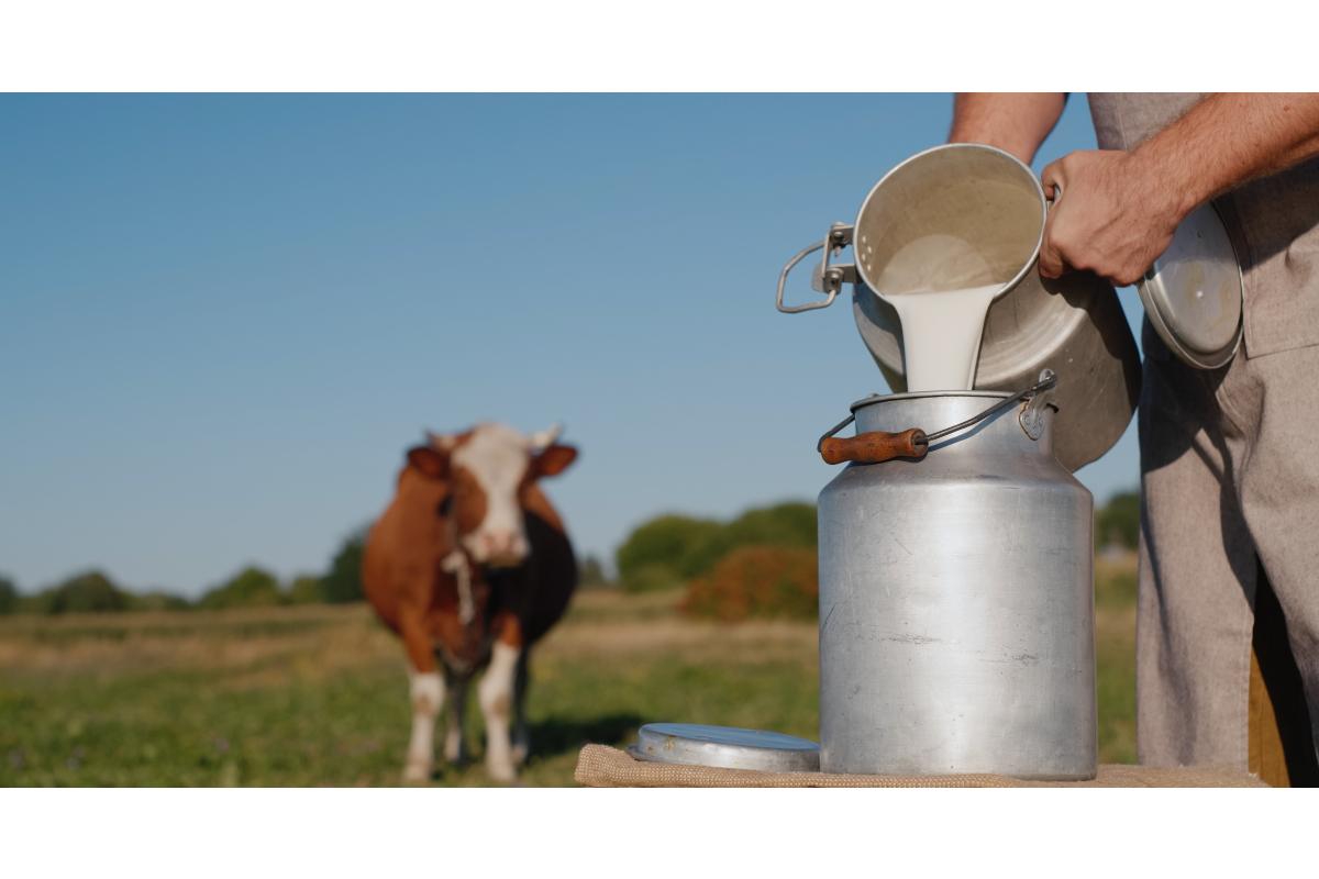 milk dairy farm farmers
