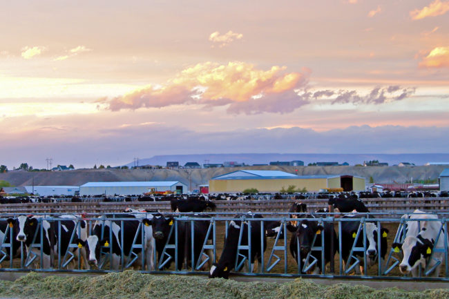 dairy farm cows milk Colorado farmer agriculture