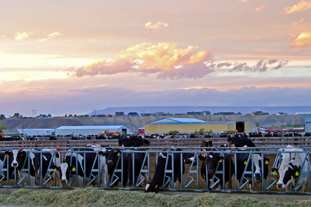 dairy farm cows milk Colorado farmer agriculture