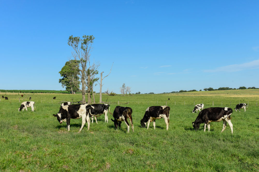 dairy farm cows cattle South America Argentina