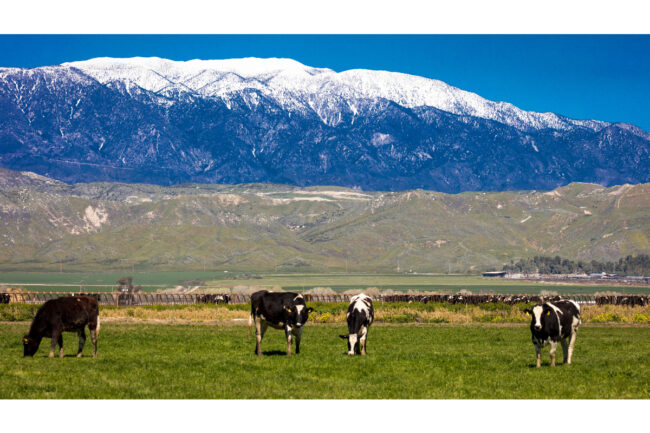 dairy cows cattle herd California dairy farm