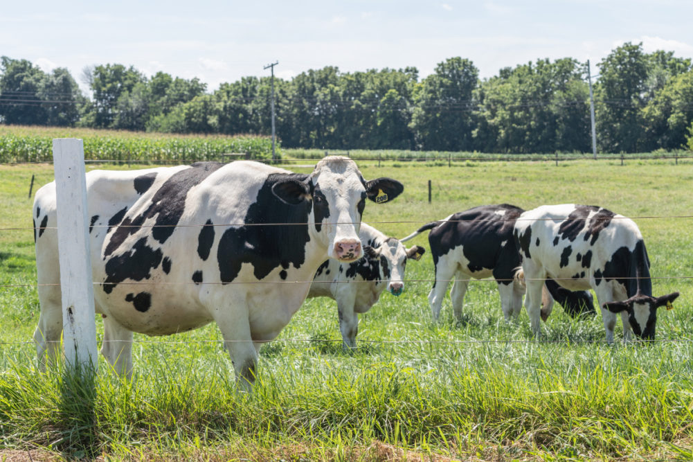 dairy farm cows cattle